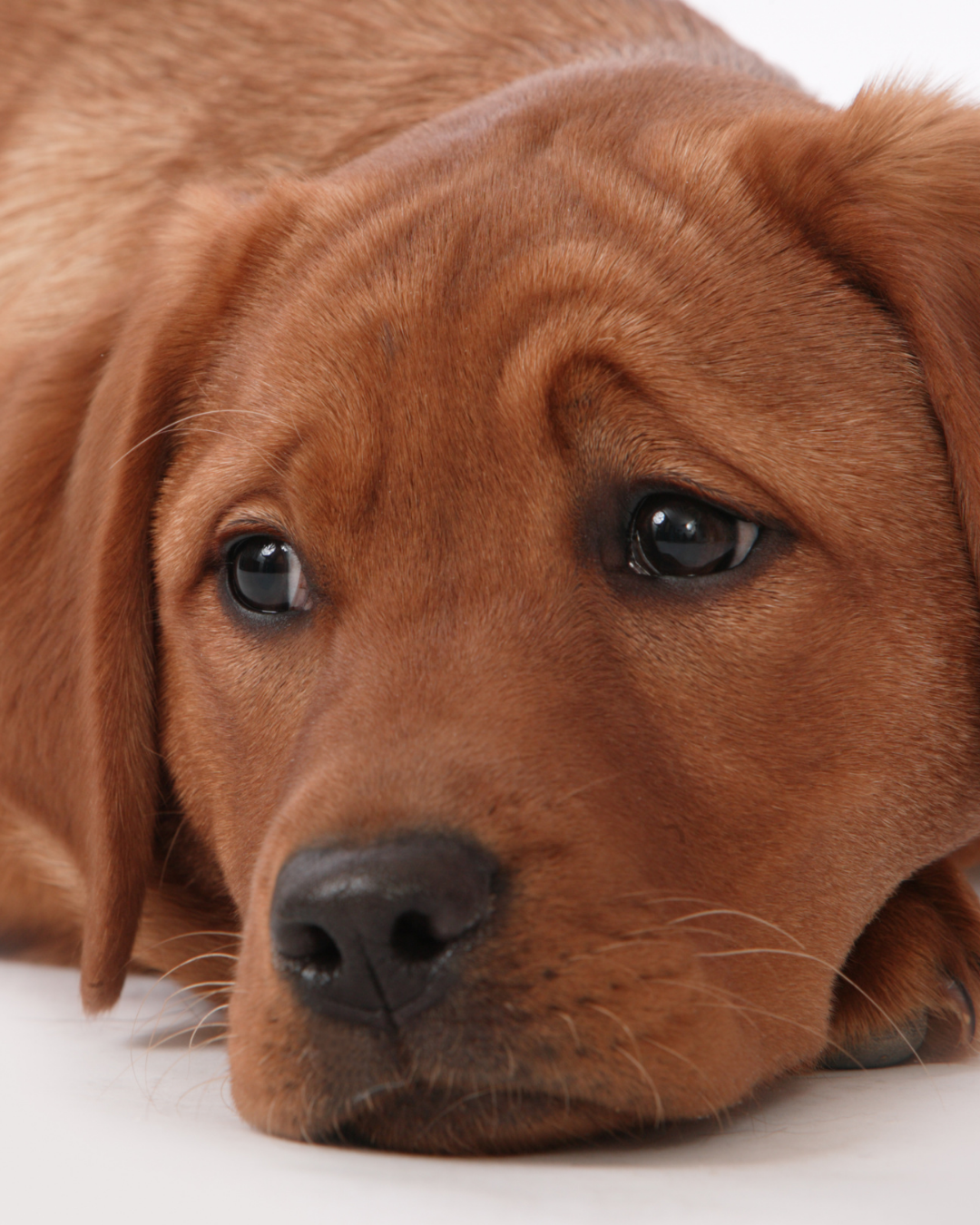Managing chronic vomiting and diarrhoea in dogs