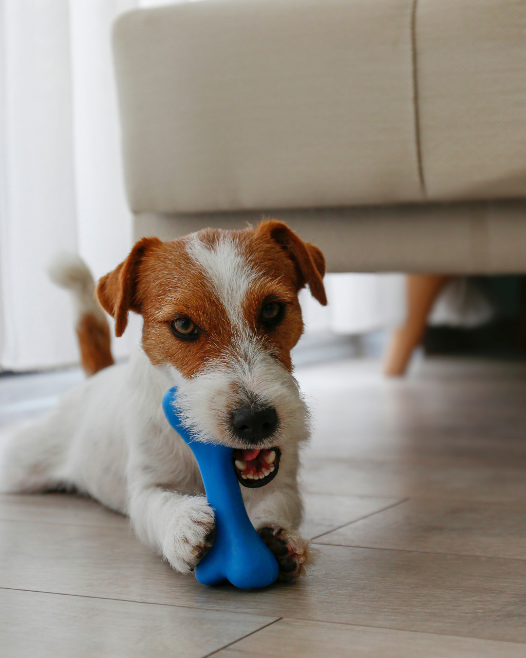 Vestibular disease in small animals: causes and diagnosis