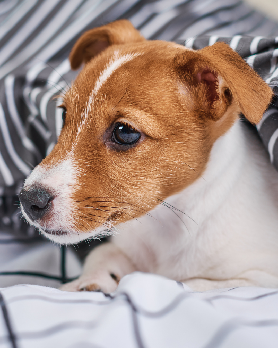 Diagnosis and treatment of Leishmania in dogs