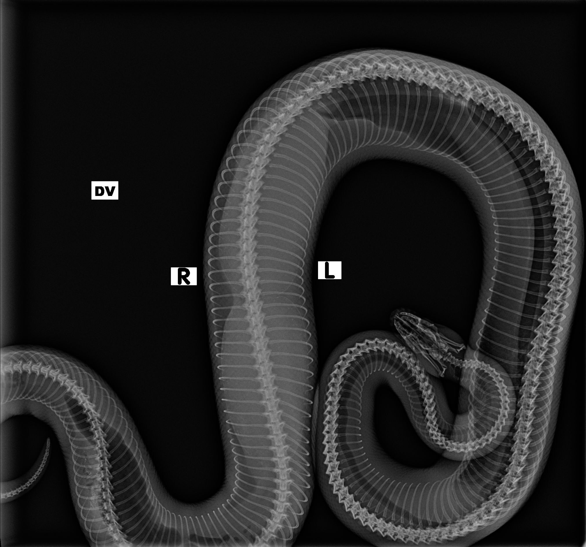 A Snake with Dystocia