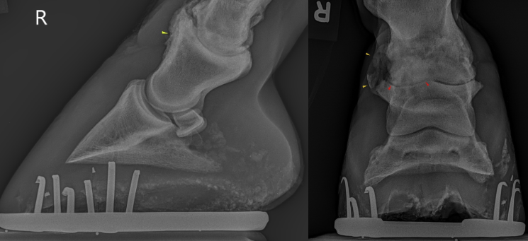 Equine Case of the Month: 6yo Mare presented for routine foot balance...