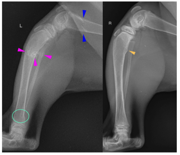The 8 C’s of Veterinary Diagnostic Imaging Reports
