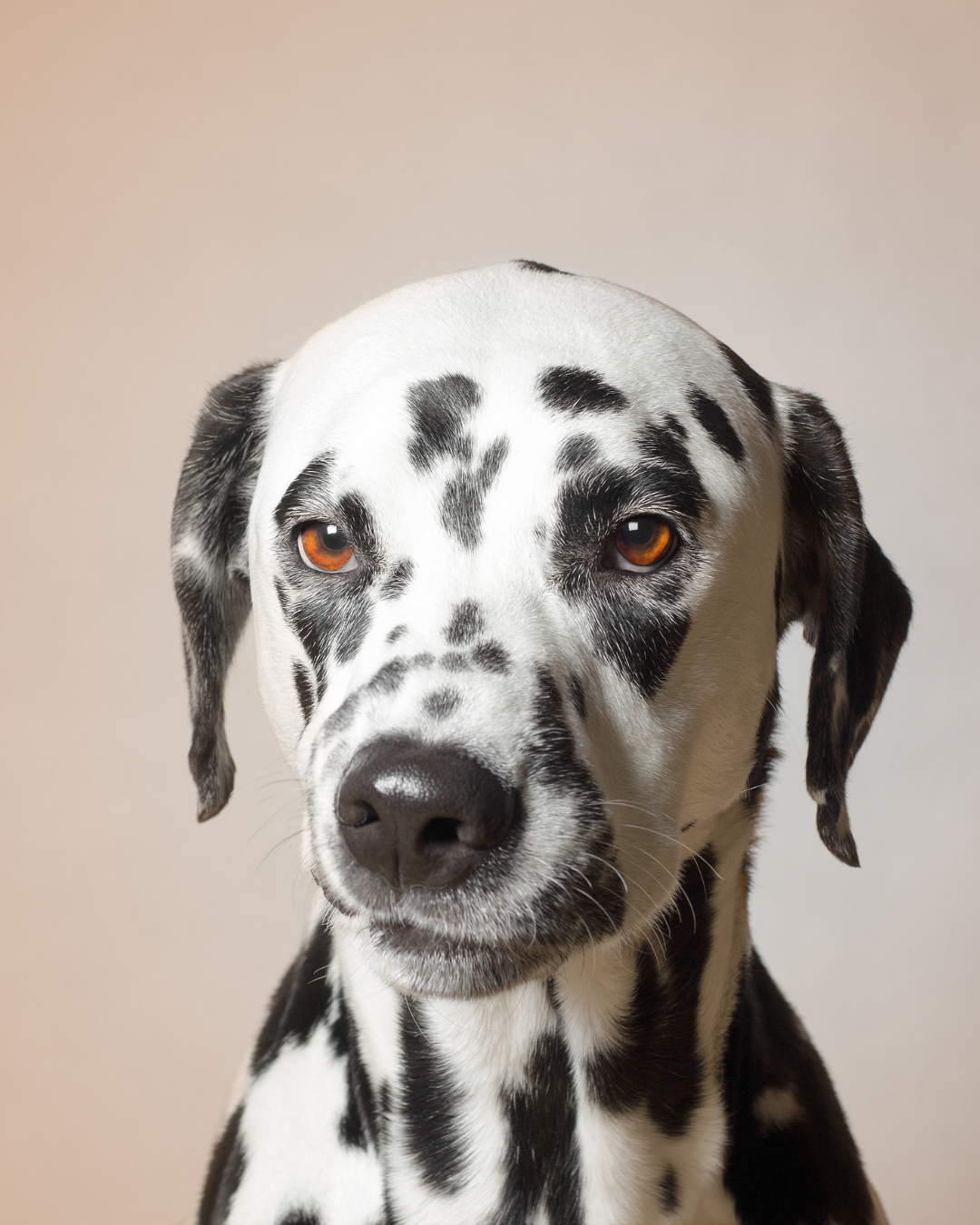 Diagnostic Approach to Hypercalcaemia in dogs