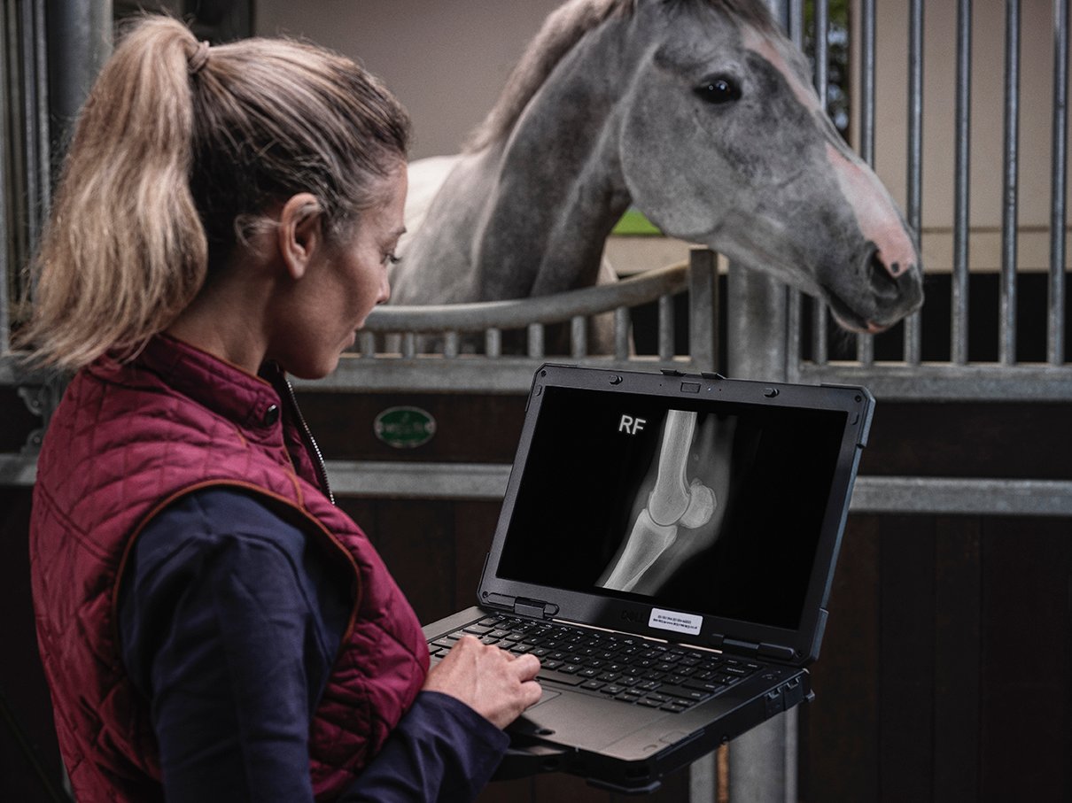 Equine Case of the Month: A 9-year-old broodmare was MRI’d due to a...