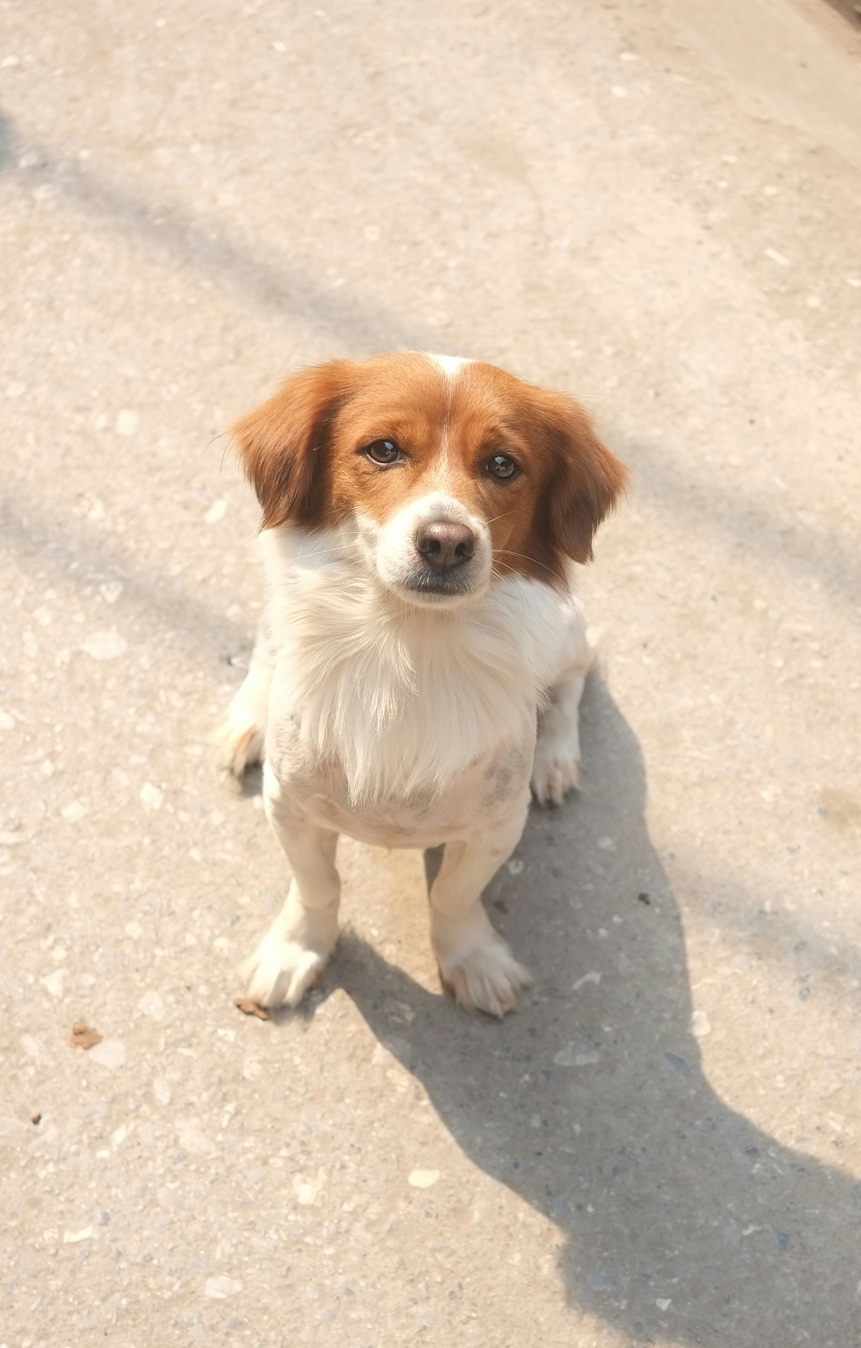 Vestibular disease in small animals: causes and diagnosis