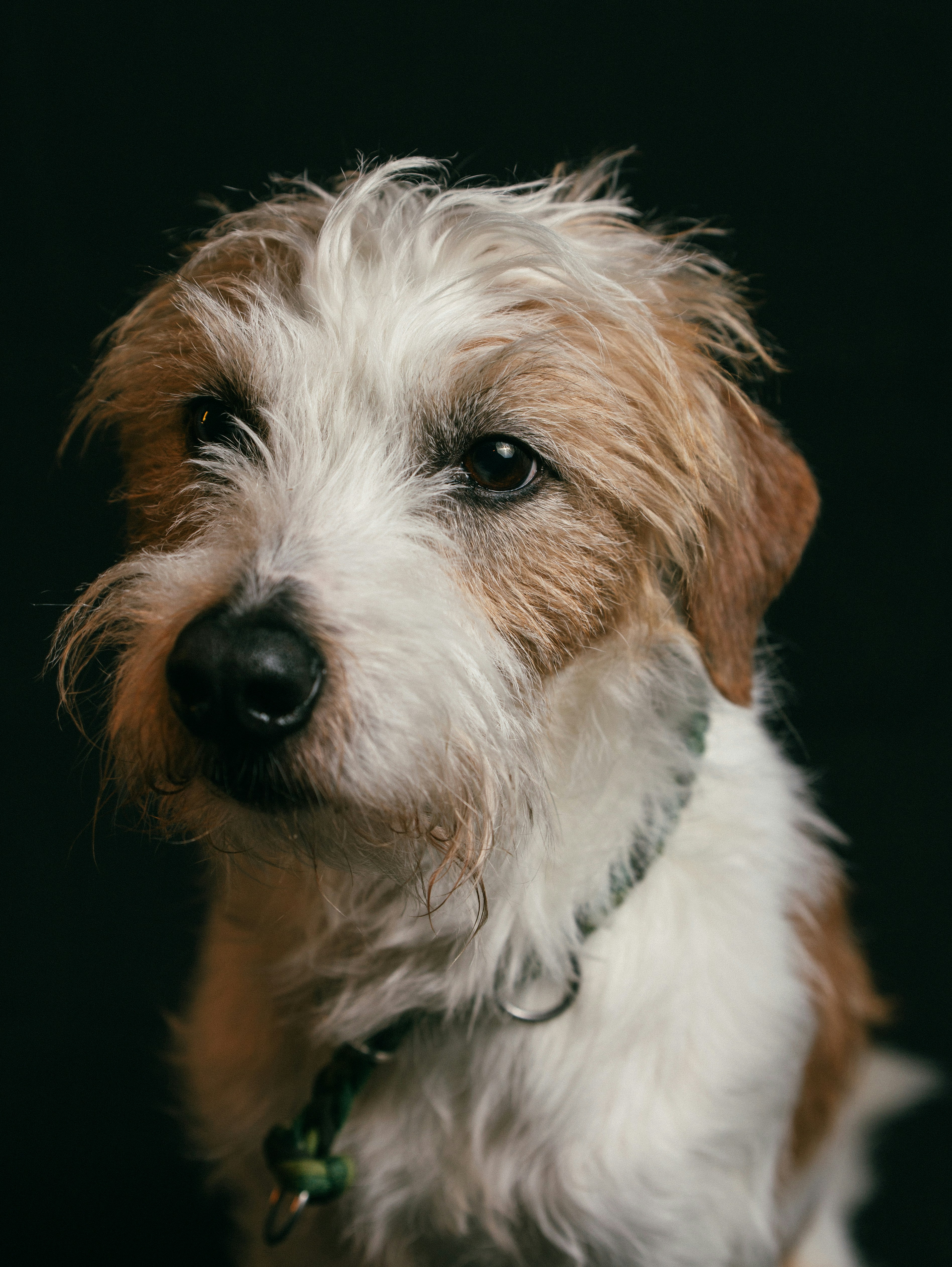 Diagnostic Approach to Hypercalcaemia in dogs