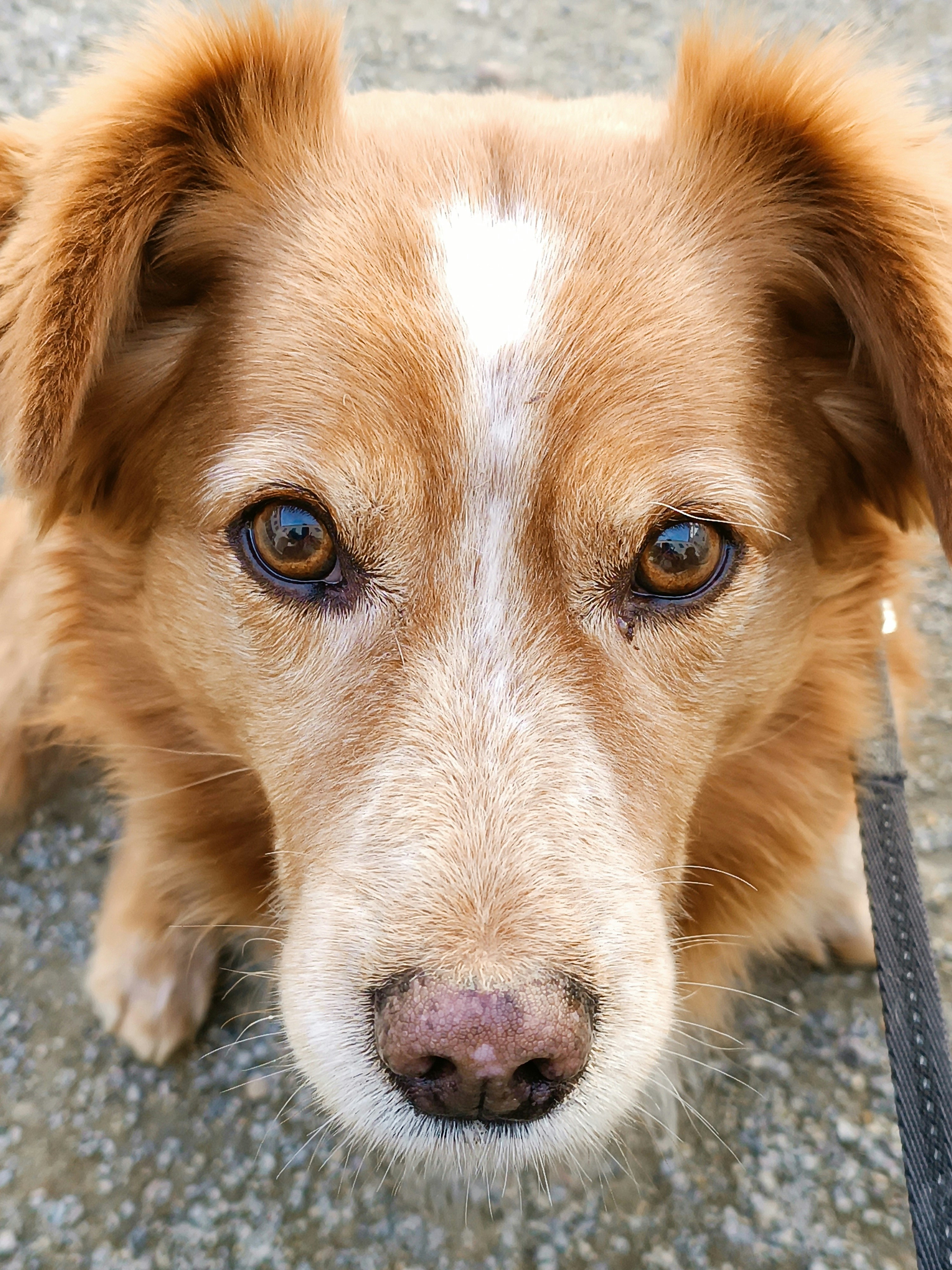 Diagnosis and treatment of urinary incontinence in dogs